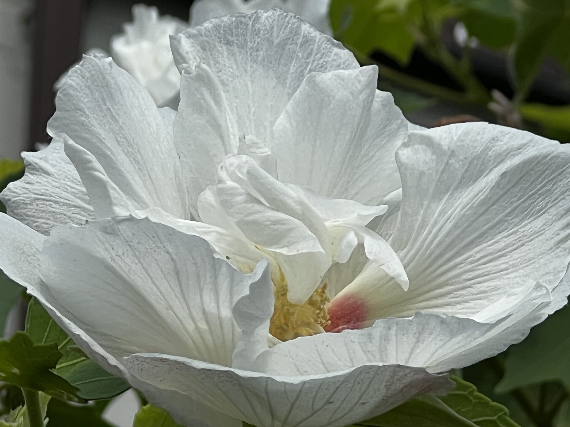 酔芙蓉